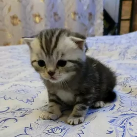 шиншилла+шотландка