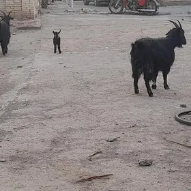 satlyk owlakly geçiler