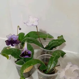 стрептокарпус