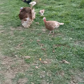 авган индукларын