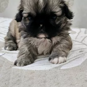 Щенок пекинес