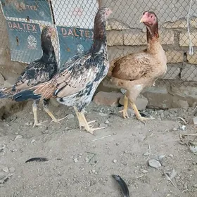 байсок маки жужелер