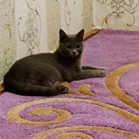 Прямоухая Британка