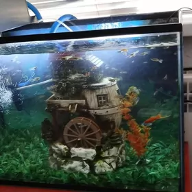 Akwaryum