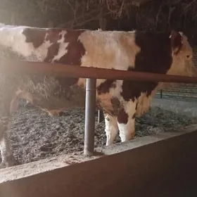 semental galasteyin öküzler