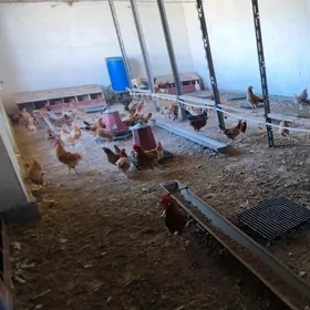 towuk juyje ferma mal yatak