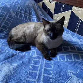 сиамский кот для вязки