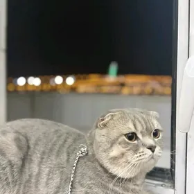 Шотландиски Огланн пишик