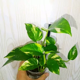 ком. растение