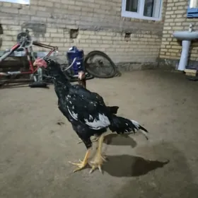 байсы хороз