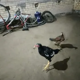 байсы хороз