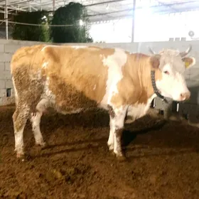 SIMENTAL BOGAZ SYGYR