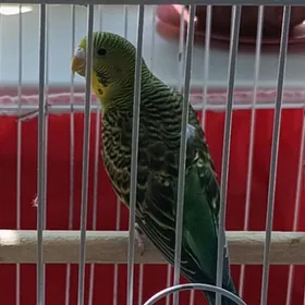 walnisti popugaý guş