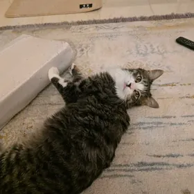 Котик в добрые руки