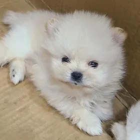 померанский шпиц мишка