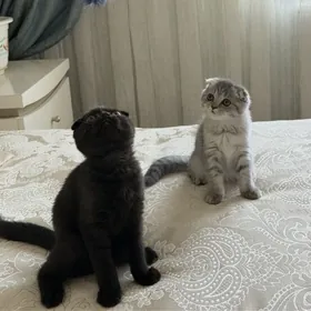 Шотландская вислоухая