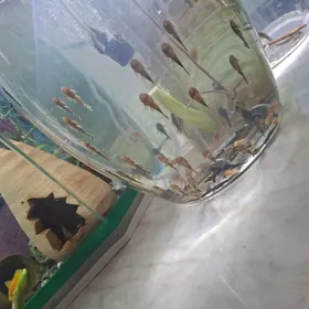 моллинезия, гурами, анциструс