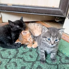 отдам а добрые руки