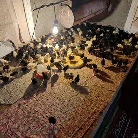 Jüýje gigat garanti100%