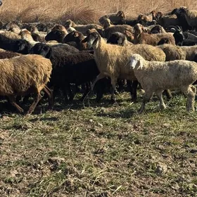 bogaz goyun guzyly goyun geci