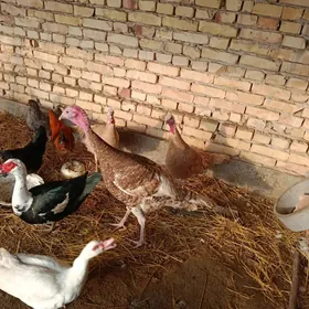 Индюк Авган