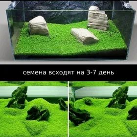 глоссостигма