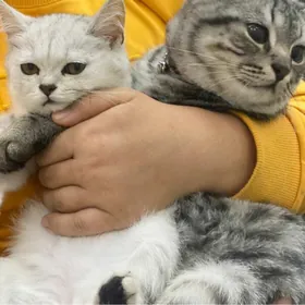 Serebristaya shinshilla