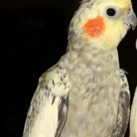 Улетел попугай