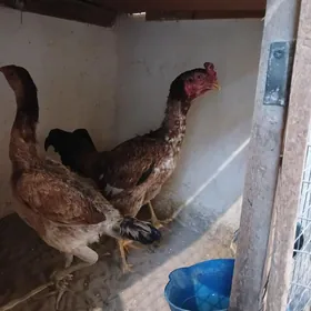 taskent baysov ymurtka