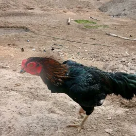 байсог жуже