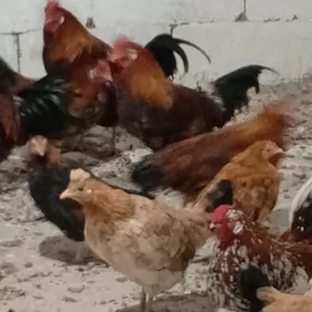 карлик товук.