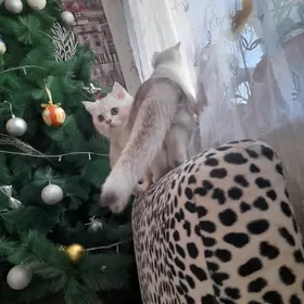 шотландские котята