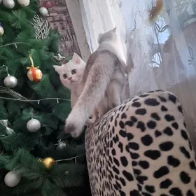 шотландский