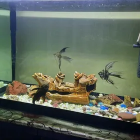 Akwarium Аквариум