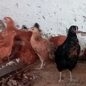 tovukluk jujeler 3.5 ay bolan