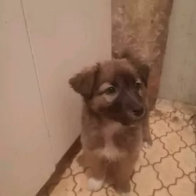 Щенок Жучка