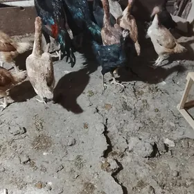 baes tovuk horaz satlyk