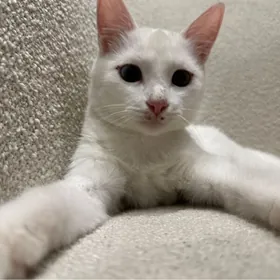 Pişik( akja arassaja)