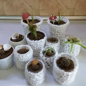 Кактусы "Тёщин стул"