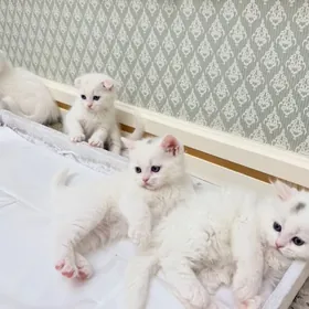 шотландские котята