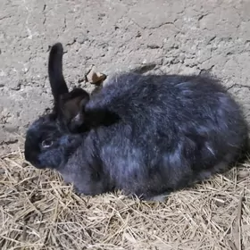 Крольчиха, Towşen 