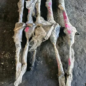 tayota rulewey reyka