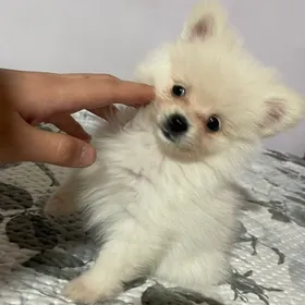 Померанский Шпиц