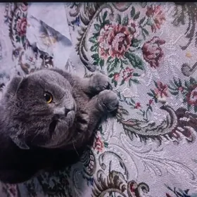 пародистый кот