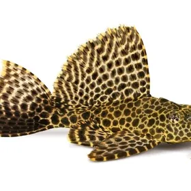 Парчовый сом