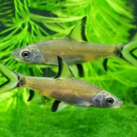 Акулий бала