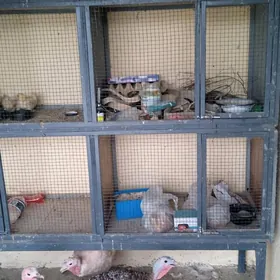 kepderi para edilyan ketek