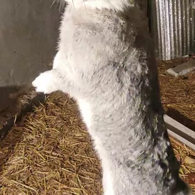 Эркек товшан