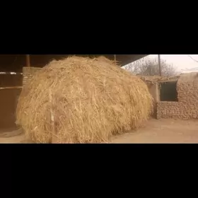 От хащал от