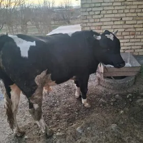 bicilmedik okuz oyde bakylan